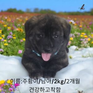 성주유기동물보호센터에서 보호하고 있는 유기된 강아지소개합니다.