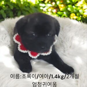 성주유기동물보호센터에서 05월 26일 발견해서 보호하고 있는 강아지 정보안내.