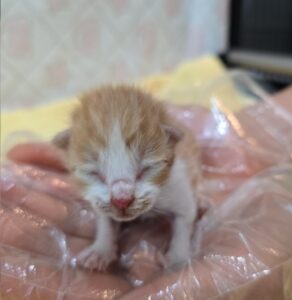 군산유기동물보호센터에서 05월 26일 발견해서 보호하고 있는 고양이 정보안내.
