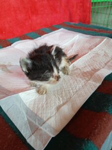동물보호관리협회에서 05월 26일 발견해서 보호하고 있는 고양이 정보안내.