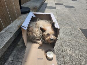 창원유기동물보호소에서 보호하고 있는 유기된 강아지안내.