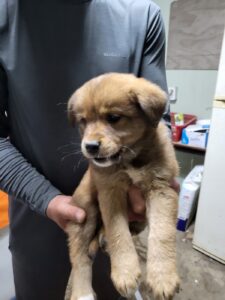 평택시유기동물보호소에서 05월 27일 발견해서 보호하고 있는 강아지 정보.