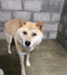 군산유기동물보호센터에서 05월 28일 발견해서 보호하고 있는 강아지 정보입니다.