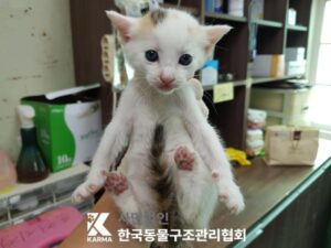 한국동물구조관리협회에서 보호하고 있는 유기된 고양이안내드립니다.