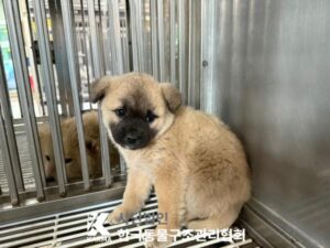 한국동물구조관리협회에서 보호하고 있는 유기된 강아지안내.