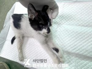 한국동물구조관리협회에서 보호중인 유기된 고양이소개합니다.