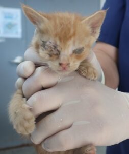 제주 동물보호센터에서 05월 28일 발견해서 보호하고 있는 고양이 정보안내.