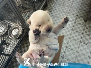 한국동물구조관리협회에서 보호중인 유기된 강아지안내드립니다.