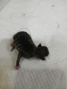 금왕동물병원에서 05월 29일 발견해서 보호하고 있는 고양이 정보입니다.