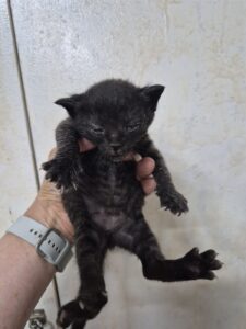 우리동물병원에서 보호하고 있는 유기된 고양이안내.