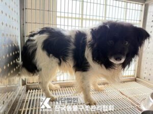 한국동물구조관리협회에서 05월 29일 발견해서 보호하고 있는 강아지 정보.