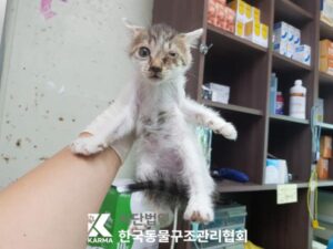 한국동물구조관리협회에서 보호하고 있는 유기된 고양이소개합니다.