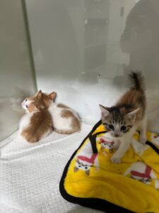부산동물보호센터에서 보호중인 유기된 고양이입니다.
