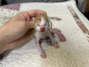광주동물보호센터에서 05월 30일 발견해서 보호하고 있는 고양이 정보.