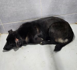 울진군동물보호센터에서 보호하고 있는 유기된 강아지입니다.