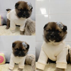 경주동물사랑보호센터에서 05월 31일 발견해서 보호하고 있는 강아지 정보.