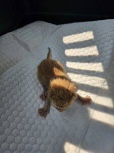 정읍시 동물보호소에서 보호중인 유기된 고양이안내합니다.
