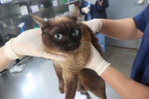제주 동물보호센터에서 보호하고 있는 유기된 고양이입니다.