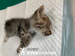 한국동물구조관리협회에서 보호중인 유기된 고양이안내드립니다.