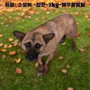 성주유기동물보호센터에서 06월 01일 발견해서 보호하고 있는 강아지 정보입니다.