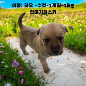 성주유기동물보호센터에서 보호중인 유기된 강아지정보.