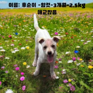 성주유기동물보호센터에서 보호하고 있는 유기된 강아지소개합니다.