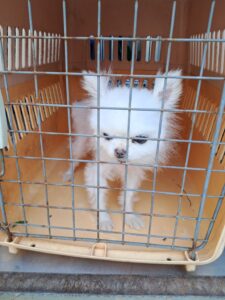 거제시유기동물보호소에서 보호중인 유기된 강아지안내드립니다.