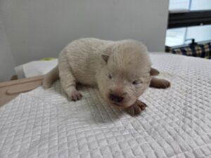 고양시동물보호센터에서 보호중인 유기된 강아지소개합니다.