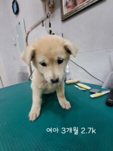 옥천동물병원에서 06월 03일 발견해서 보호하고 있는 강아지 정보.