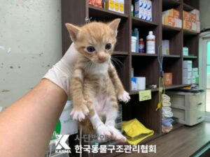 한국동물구조관리협회에서 보호중인 유기된 고양이안내합니다.