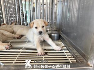 한국동물구조관리협회에서 보호하고 있는 유기된 강아지안내.