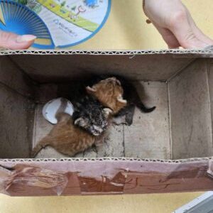 대구시수의사회(삼성)에서 보호하고 있는 유기된 고양이안내합니다.