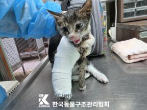 한국동물구조관리협회에서 보호중인 유기된 고양이소개합니다.