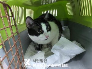 한국동물구조관리협회에서 06월 08일 발견해서 보호하고 있는 고양이 정보안내.