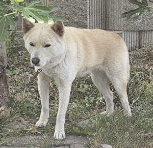 창녕 유기동물보호소에서 보호중인 유기된 강아지안내드립니다.