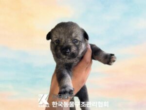 한국동물구조관리협회에서 07월 09일 발견해서 보호하고 있는 강아지 정보안내.