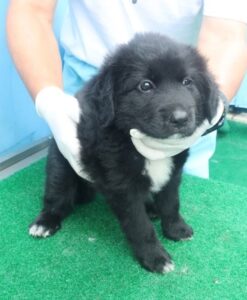 제주 동물보호센터에서 보호중인 유기된 강아지안내드립니다.