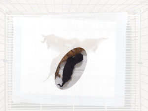 위더스 동물보호센터에서 보호하고 있는 유기된 고양이안내합니다.