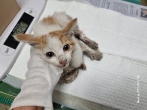 경동동물병원에서 보호하고 있는 유기된 고양이소개합니다.