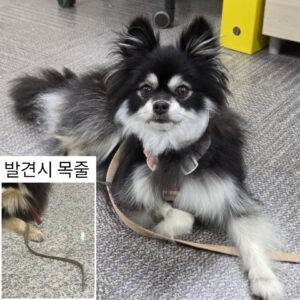 예산임시동물보호센터에서 08월 08일 발견해서 보호하고 있는 강아지 정보안내.