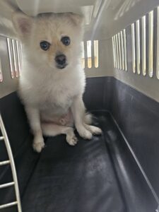경동동물병원에서 보호하고 있는 유기된 강아지안내드립니다.