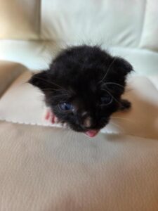 나주유기동물보호센터에서 08월 21일 발견해서 보호하고 있는 고양이 정보.