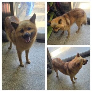 당진시동물보호소에서 보호중인 유기된 강아지안내드립니다.