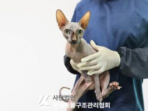 한국동물구조관리협회에서 보호하고 있는 유기된 고양이소개합니다.