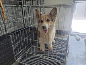 고양시동물보호센터에서 08월 26일 발견해서 보호하고 있는 강아지 정보안내.