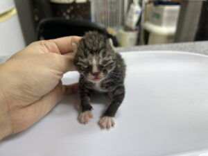 광주동물보호센터에서 보호중인 유기된 고양이소개합니다.