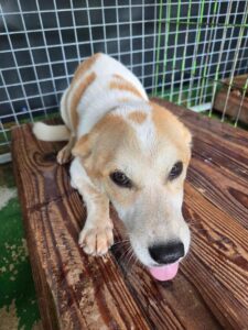 나주유기동물보호센터에서 보호하고 있는 유기된 강아지정보.