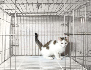 위더스 동물보호센터에서 09월 01일 발견해서 보호하고 있는 고양이 정보입니다.