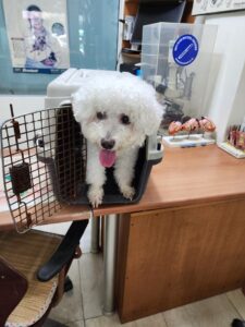 강현림동물병원에서 보호중인 유기된 강아지정보.