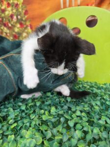 나주유기동물보호센터에서 보호하고 있는 유기된 고양이안내합니다.